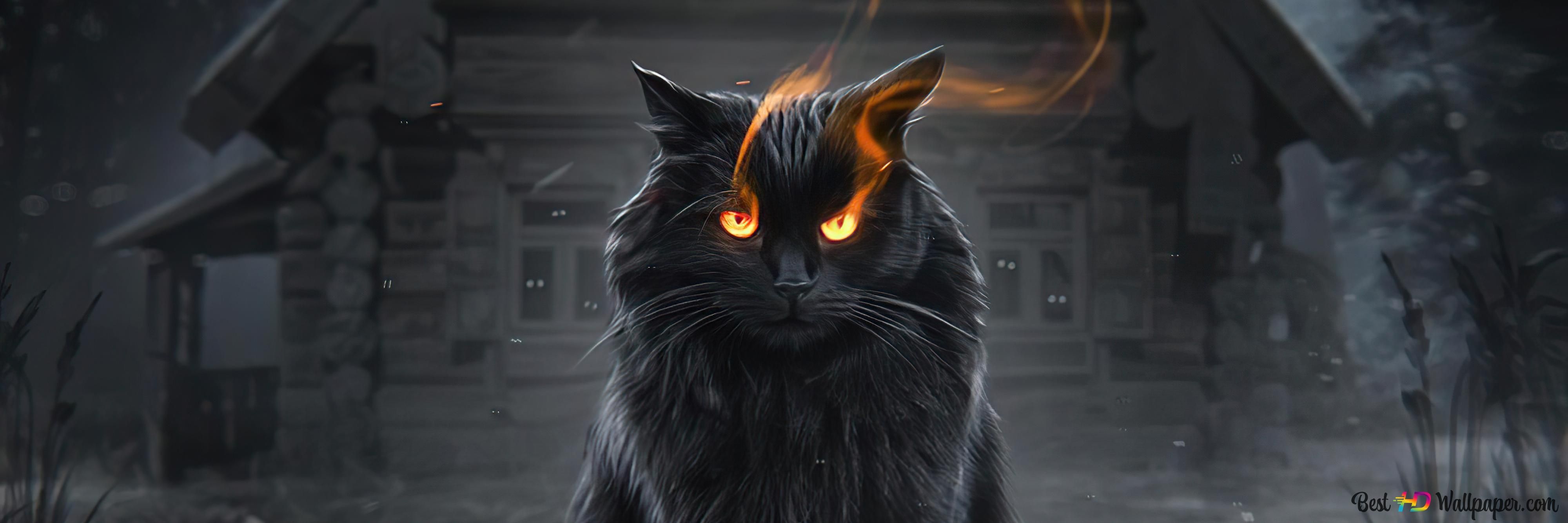 Black cat with fire in the eyes - Cat