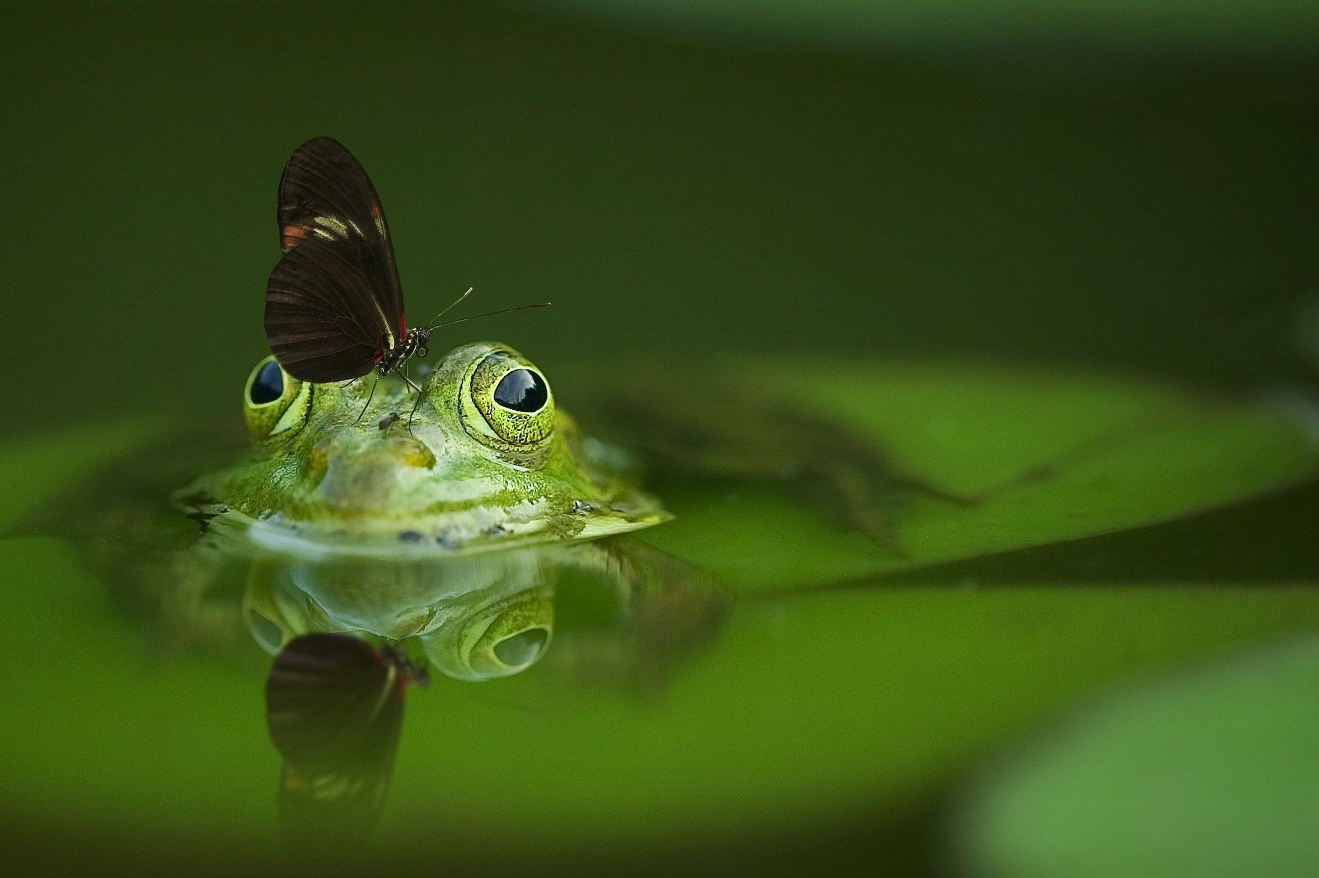 A green frog with a butterfly on its head - Frog