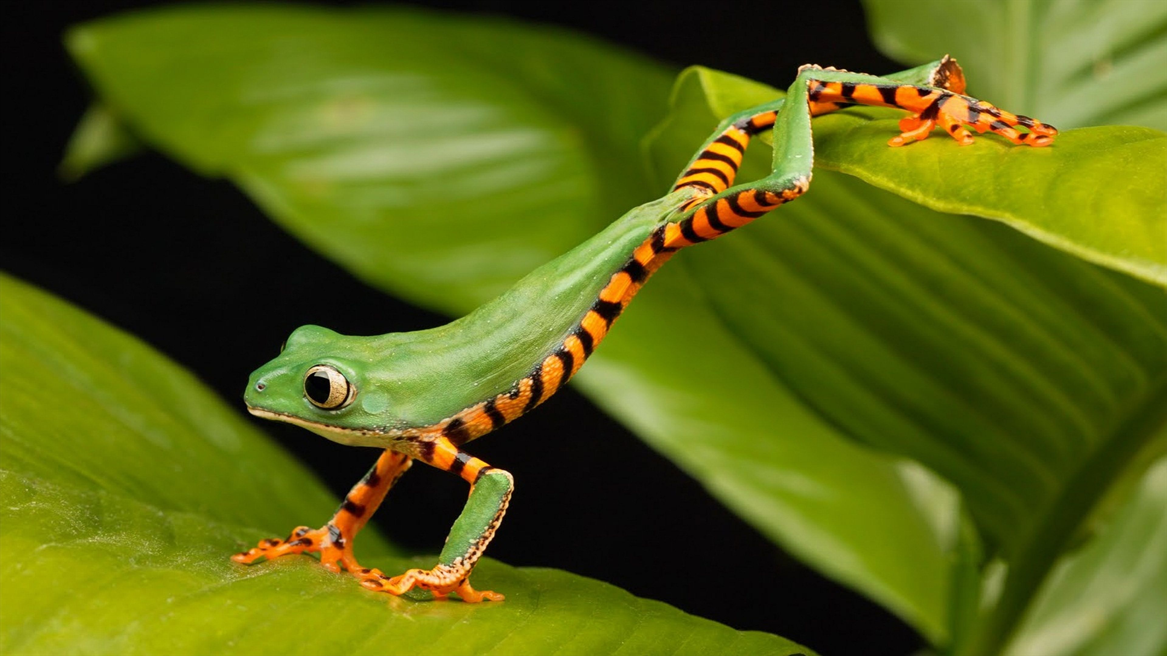 A tree frog sitting on a leaf. - Frog