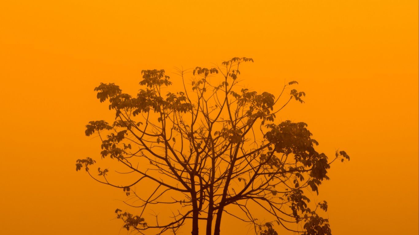 A tree is silhouetted against an orange sky. - Yellow