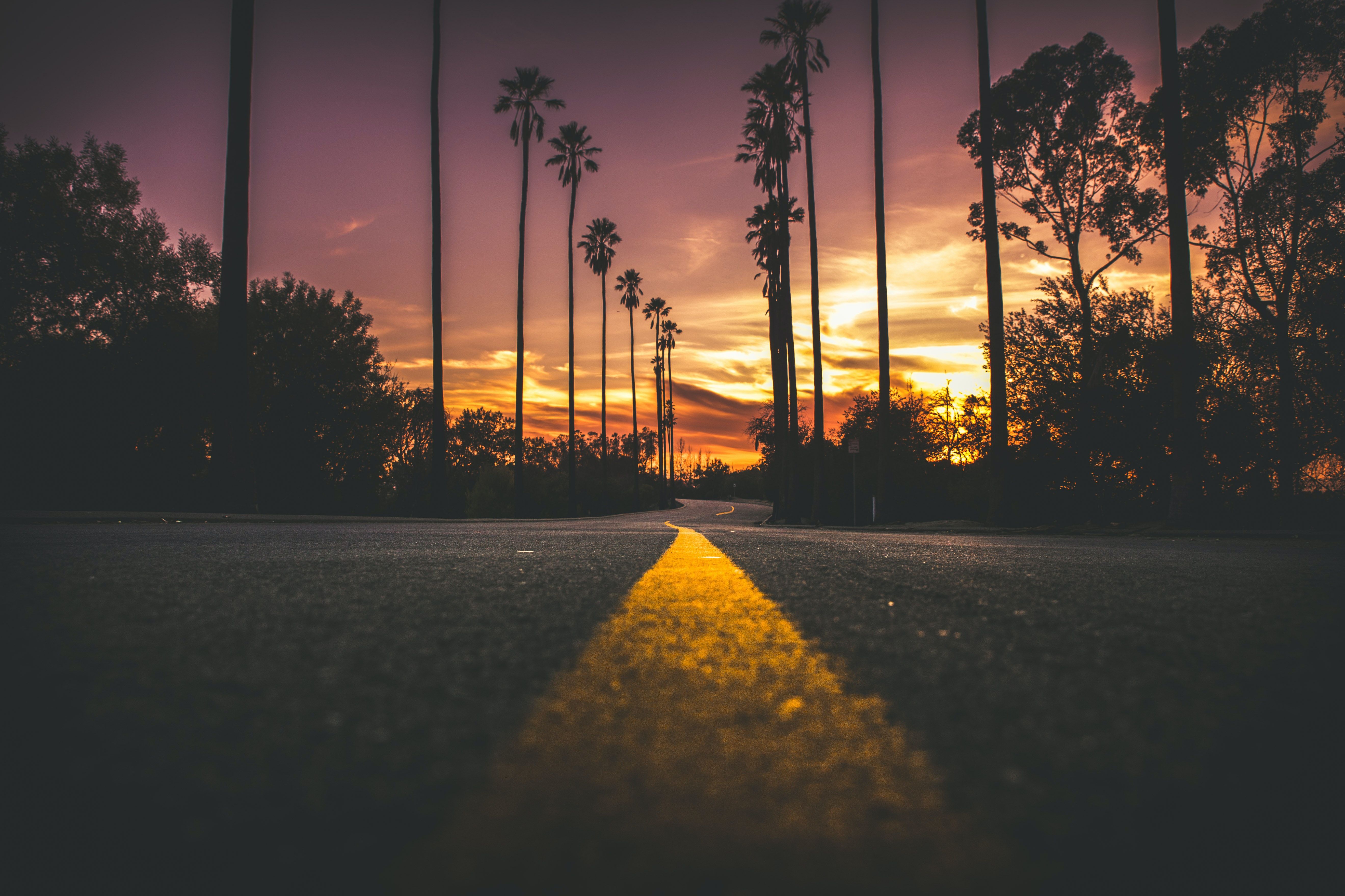 A yellow line on the road with palm trees in the background during sunset. - Sunset, California