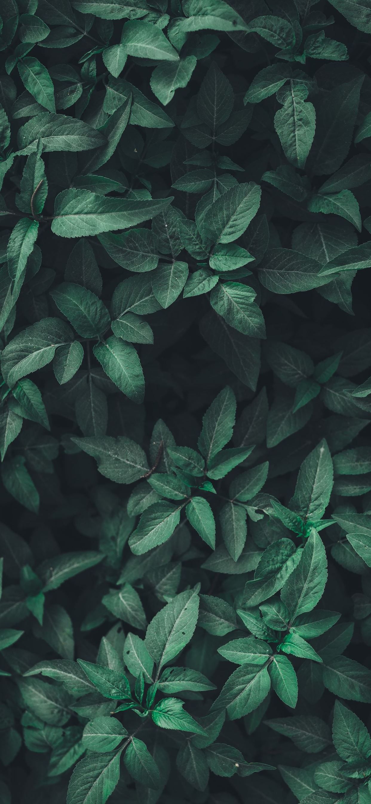 green leaf plants iPhone 11 Wallpaper Free Download