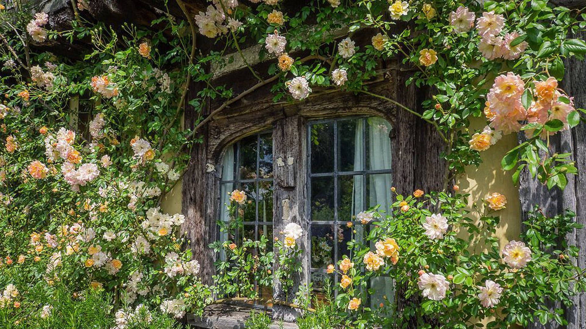 The roses are blooming in front of a window - Cottagecore