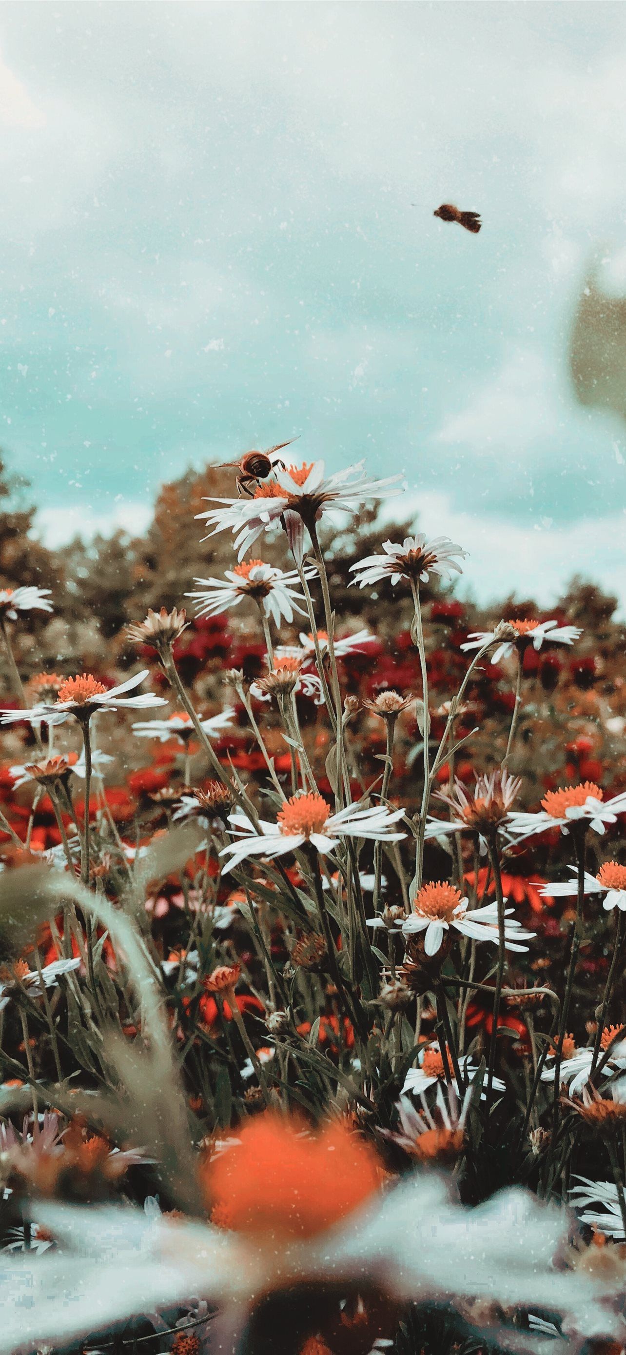 A photo of a field of flowers with a bee flying above them. - David Bowie