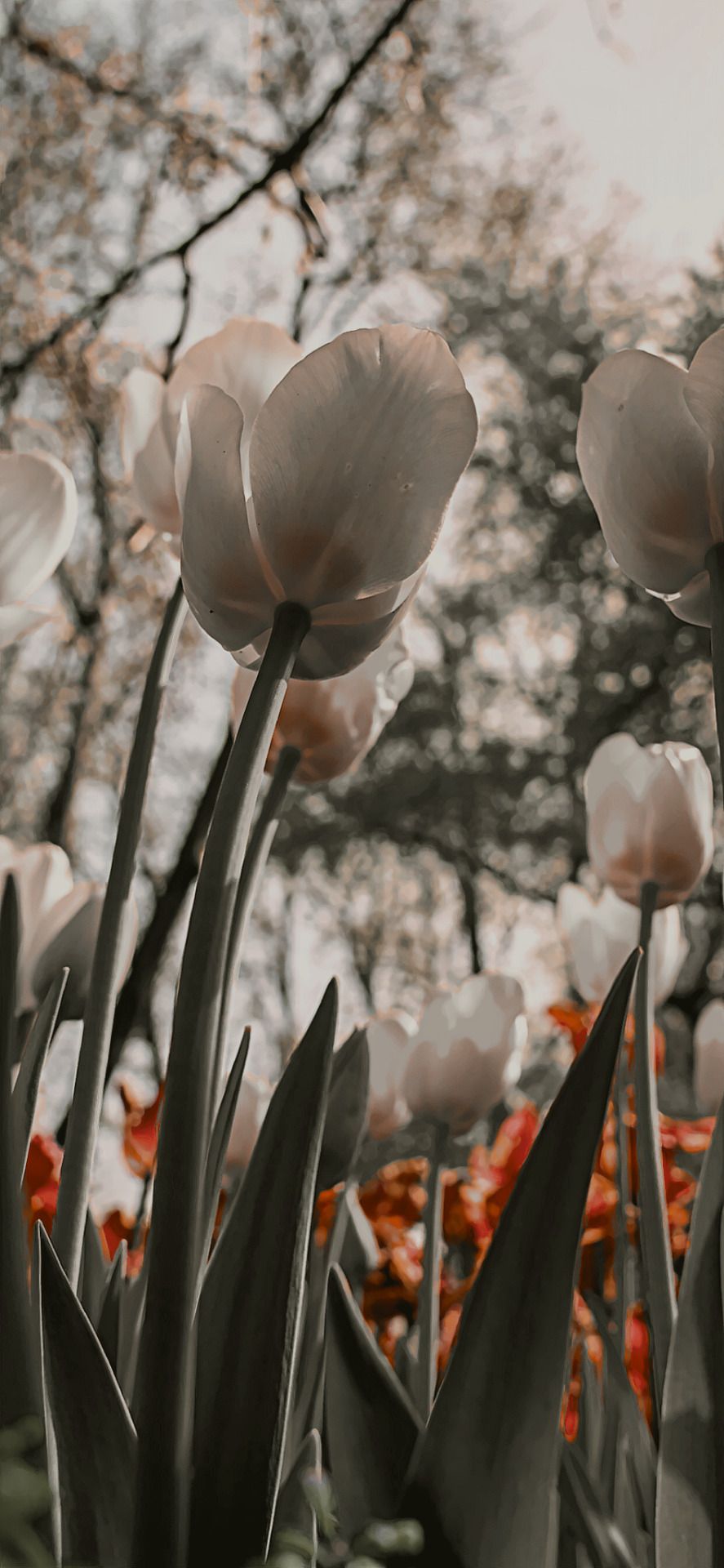 A field of white tulips with a blurred background - Cottagecore, tulip