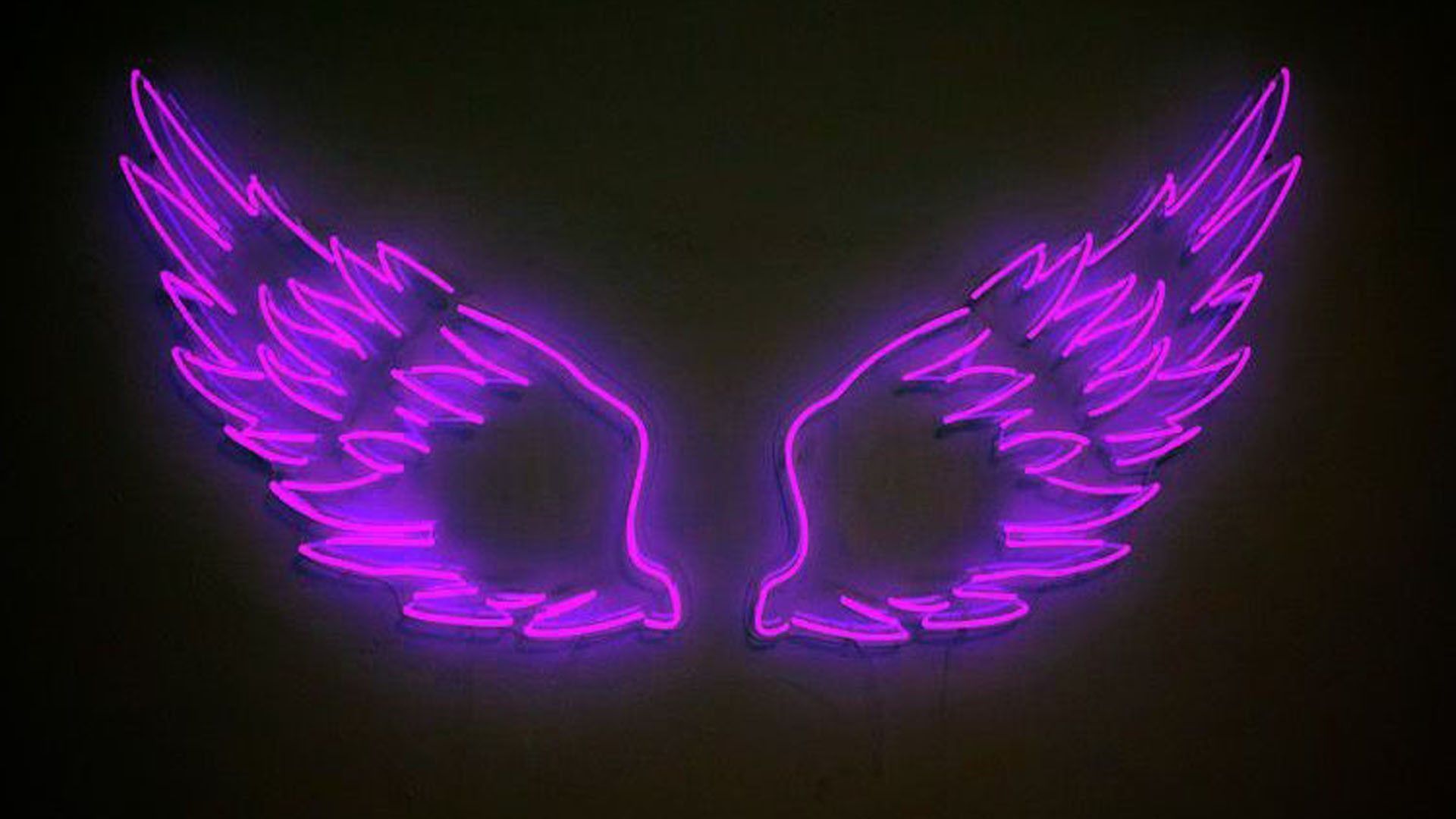 Two purple neon wings on a black wall - Neon purple, purple, wings