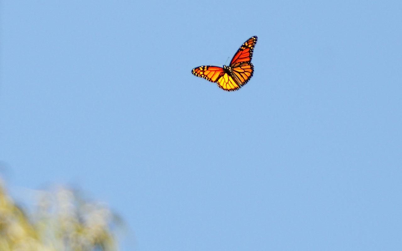 A butterfly flying in the sky on its own - Butterfly