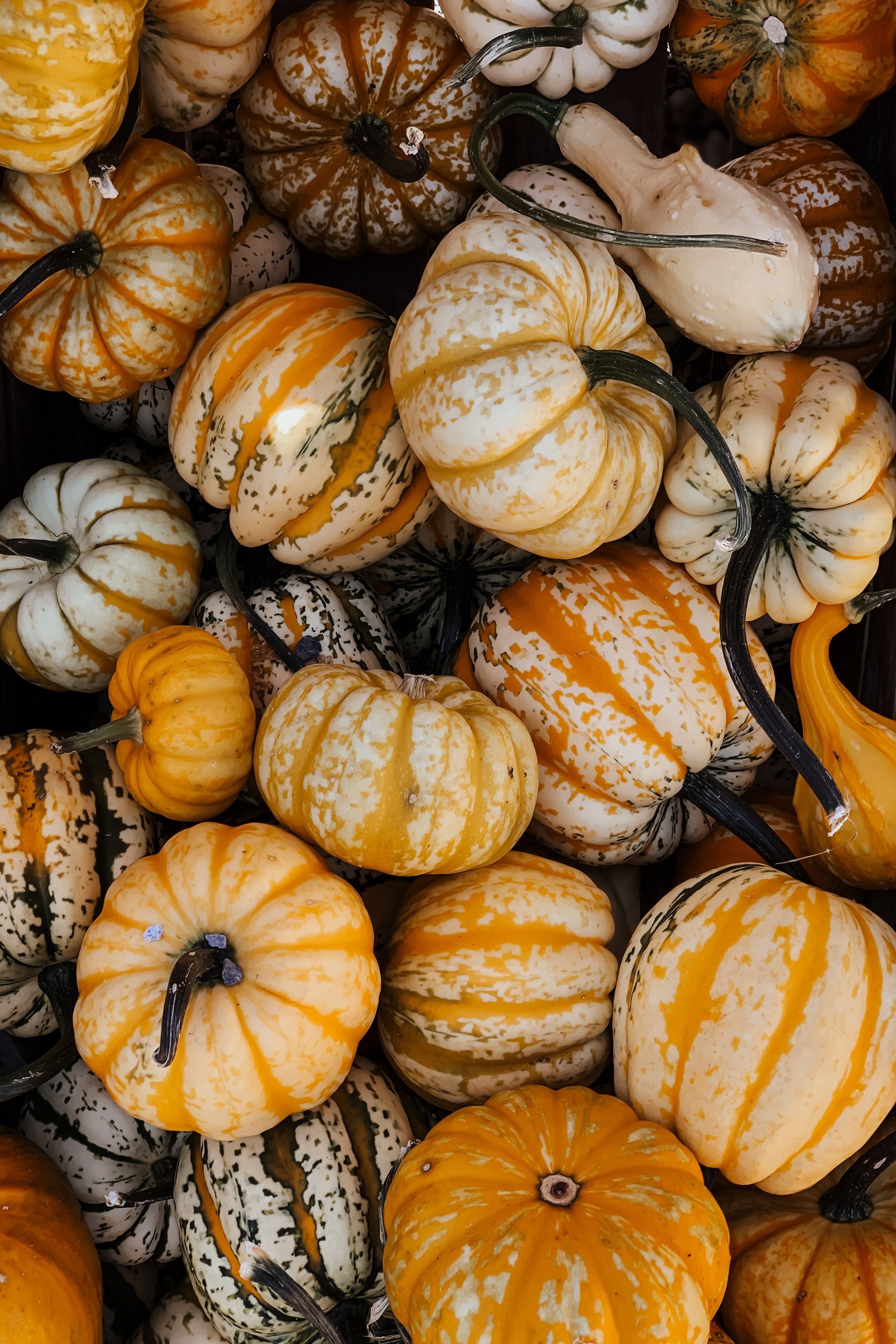 A pile of small, colorful pumpkins. - Pumpkin