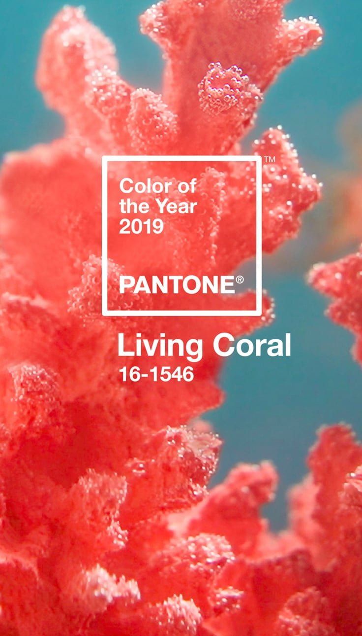 Pantone's 2019 color of the year is Living Coral. - Coral