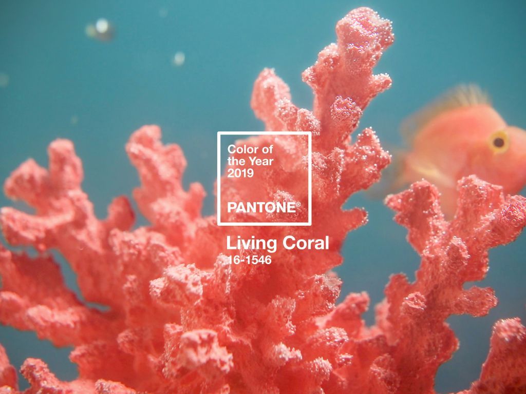 Living Coral, Pantone's 2019 color of the year, is a vibrant orange hue that evokes the energy and excitement of the ocean. - Coral