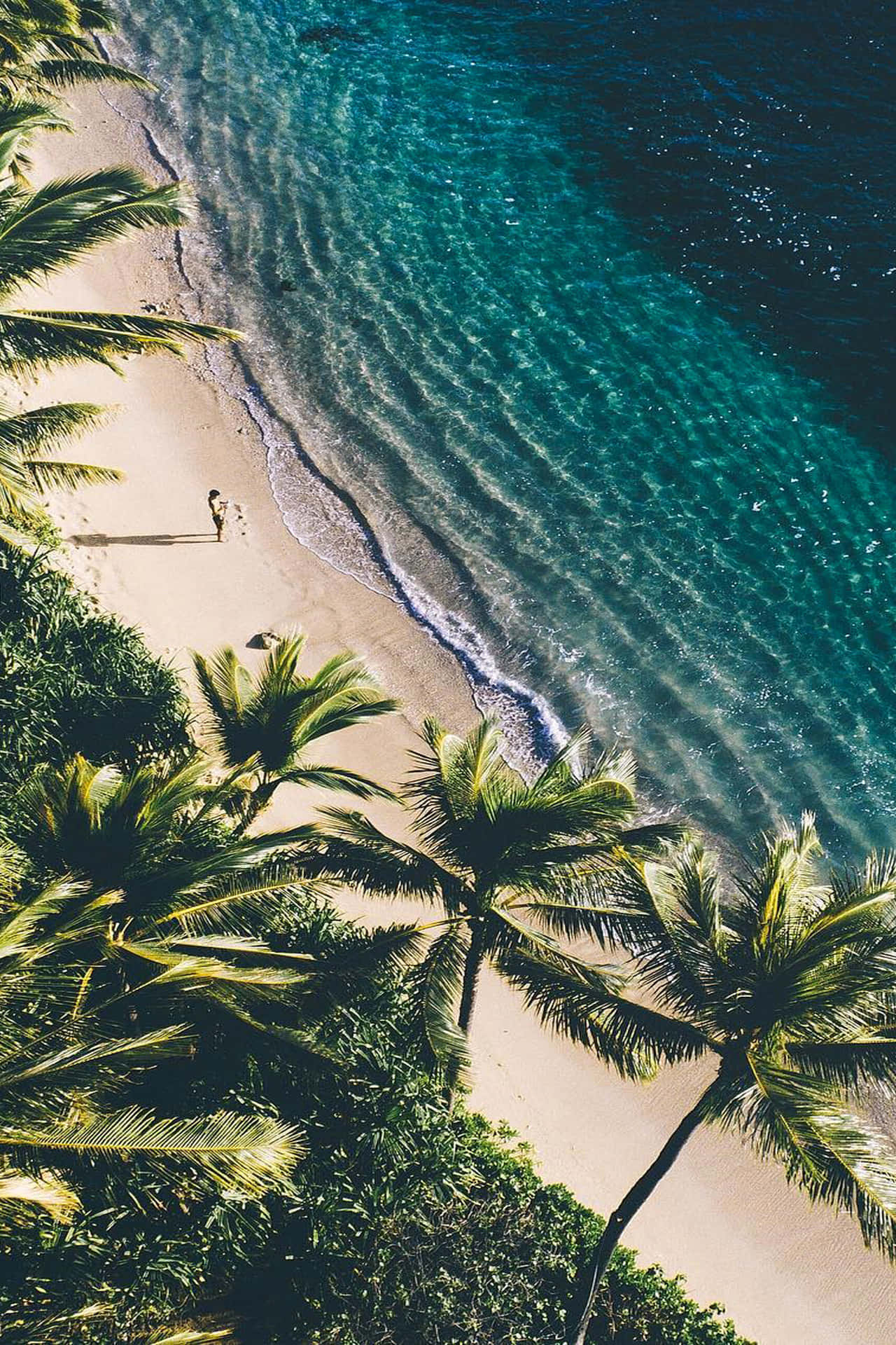 A beach with palm trees and water - Summer, Hawaii, tropical