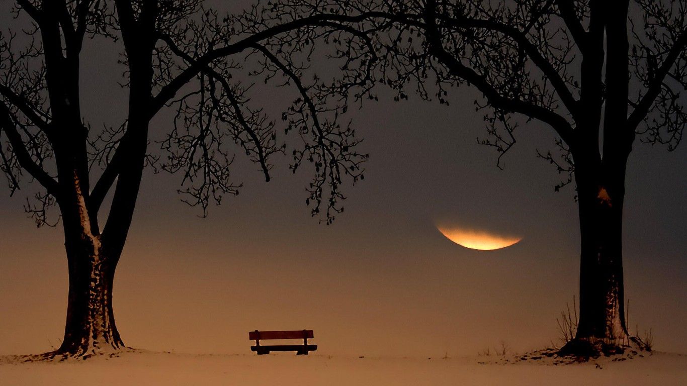A bench sitting in the middle of two trees - Landscape
