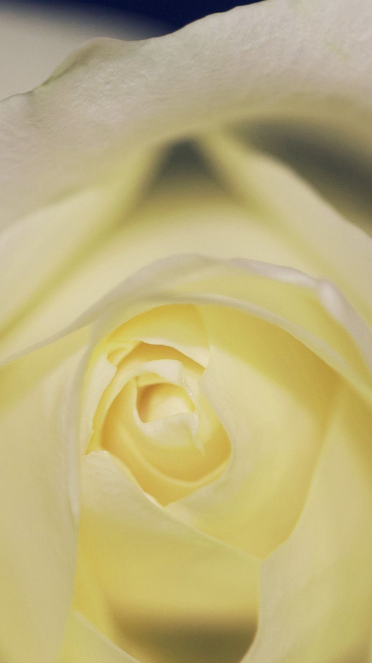 A close up of a white rose with a blue background - Light yellow