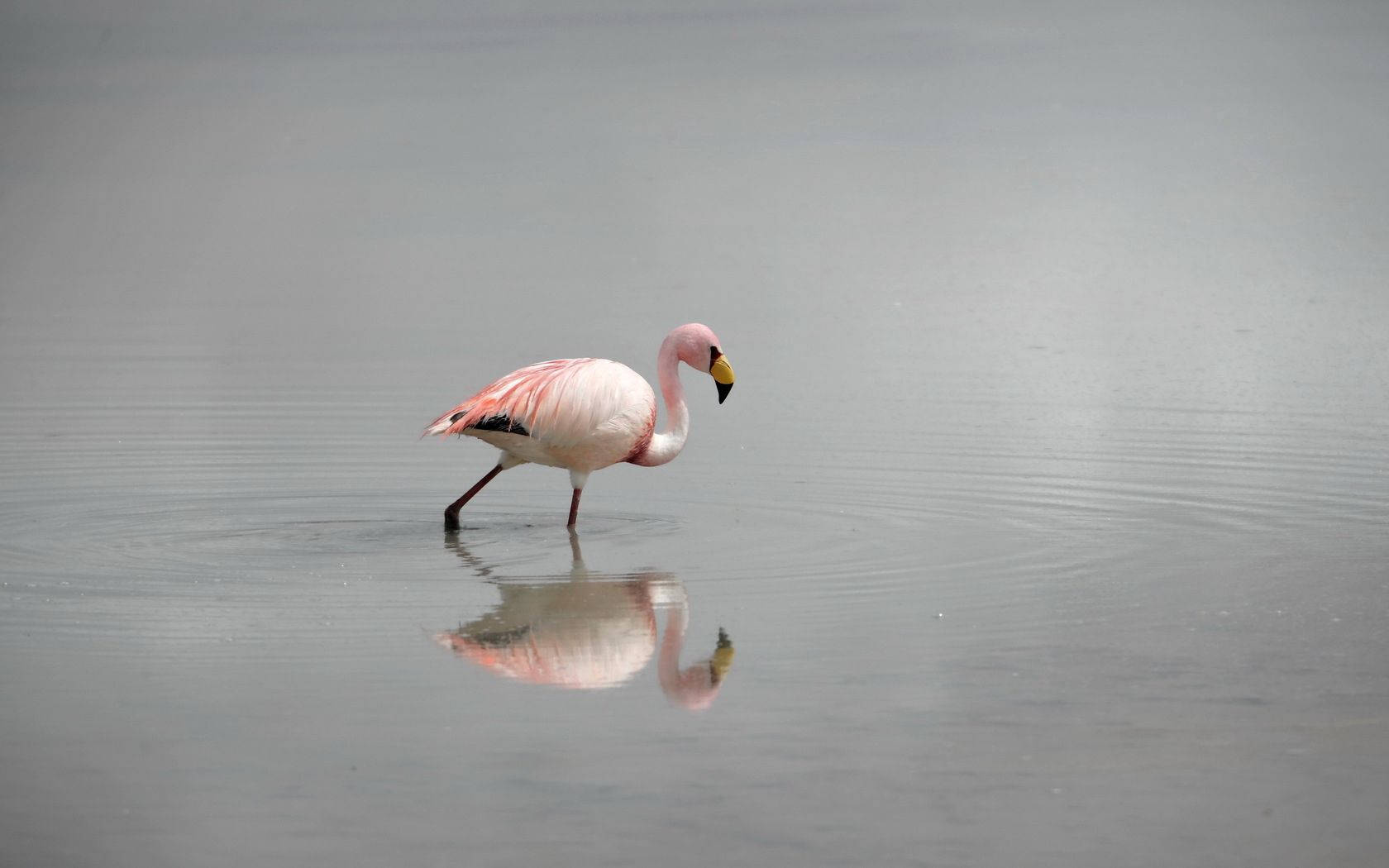 A pink flamingo standing in the water - Flamingo