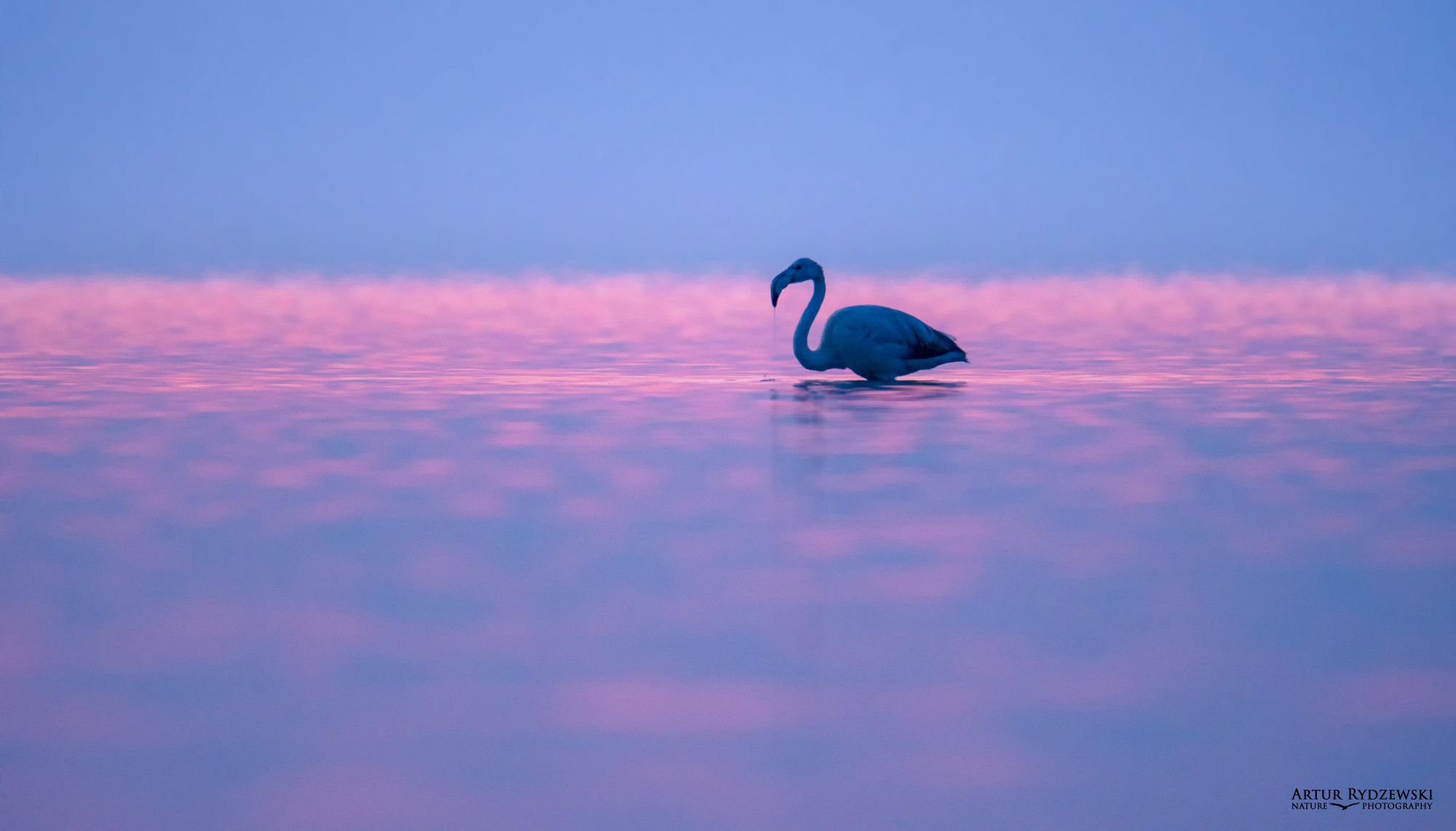 Flamingo Rydzewski nature photography