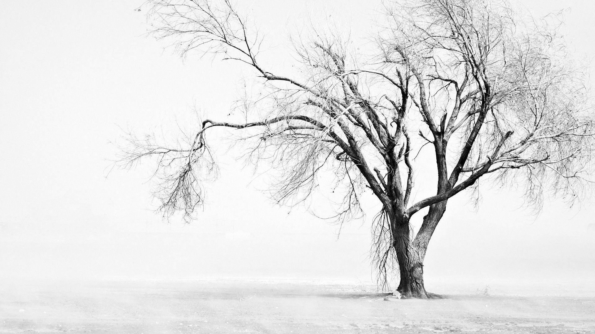 A lone tree stands in a snow-covered field on a foggy winter day. - Laptop, white