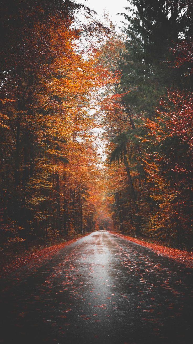 A road in the woods with trees and leaves - Fall iPhone