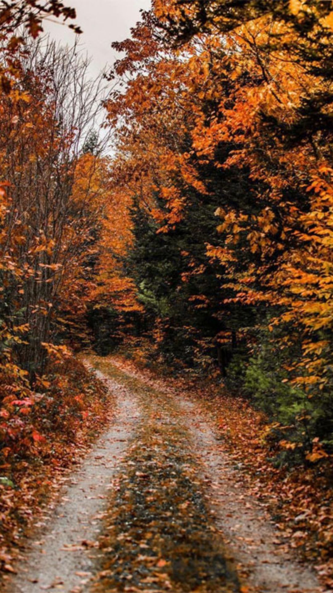 A dirt road in the fall with trees and leaves - Fall iPhone