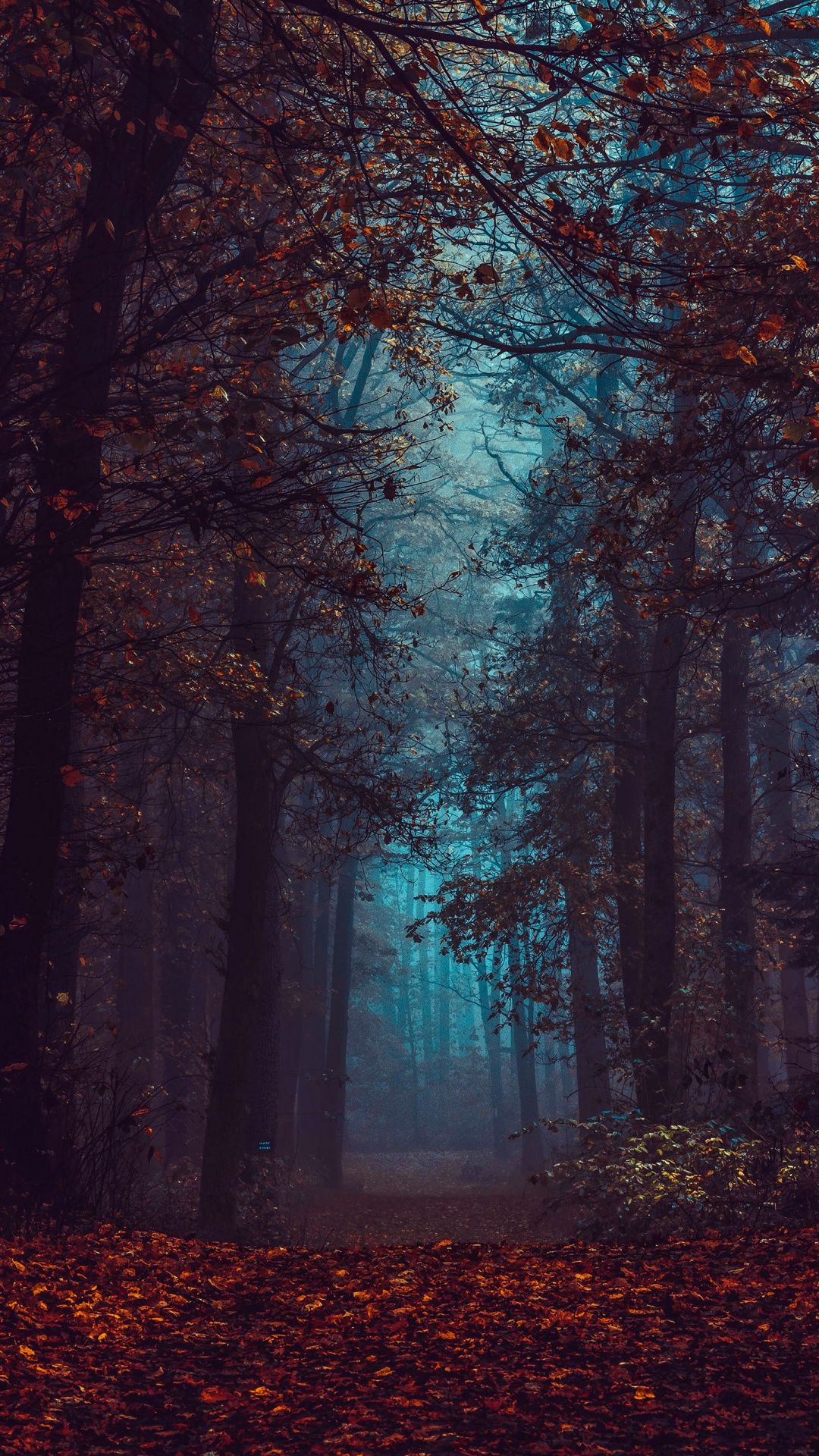 Forest in the fall iPhone 8 wallpaper - Fall iPhone