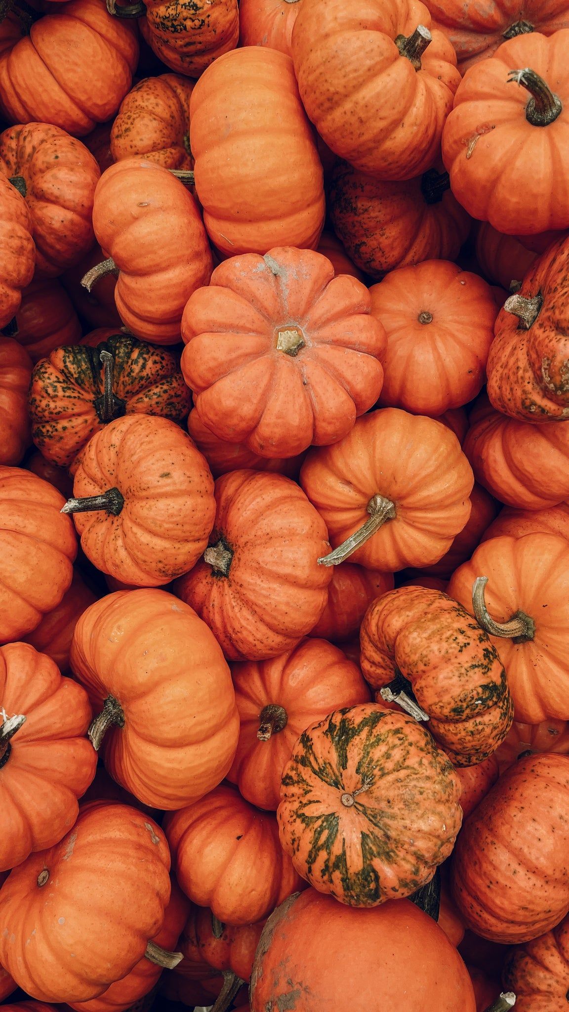 A pile of orange pumpkins - Cute fall, fall iPhone
