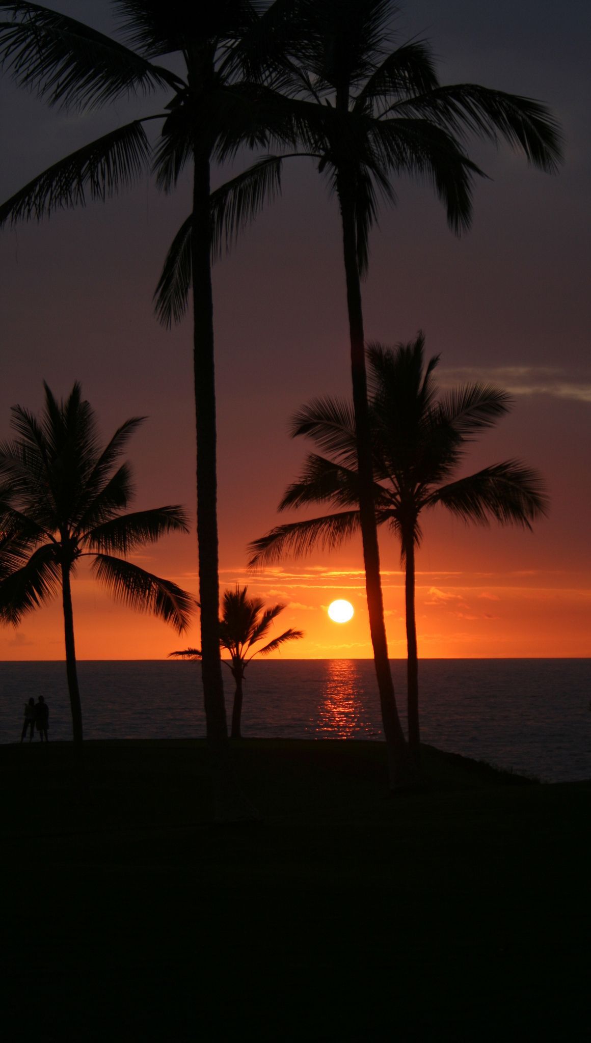 A sunset over the ocean with palm trees - Sunset
