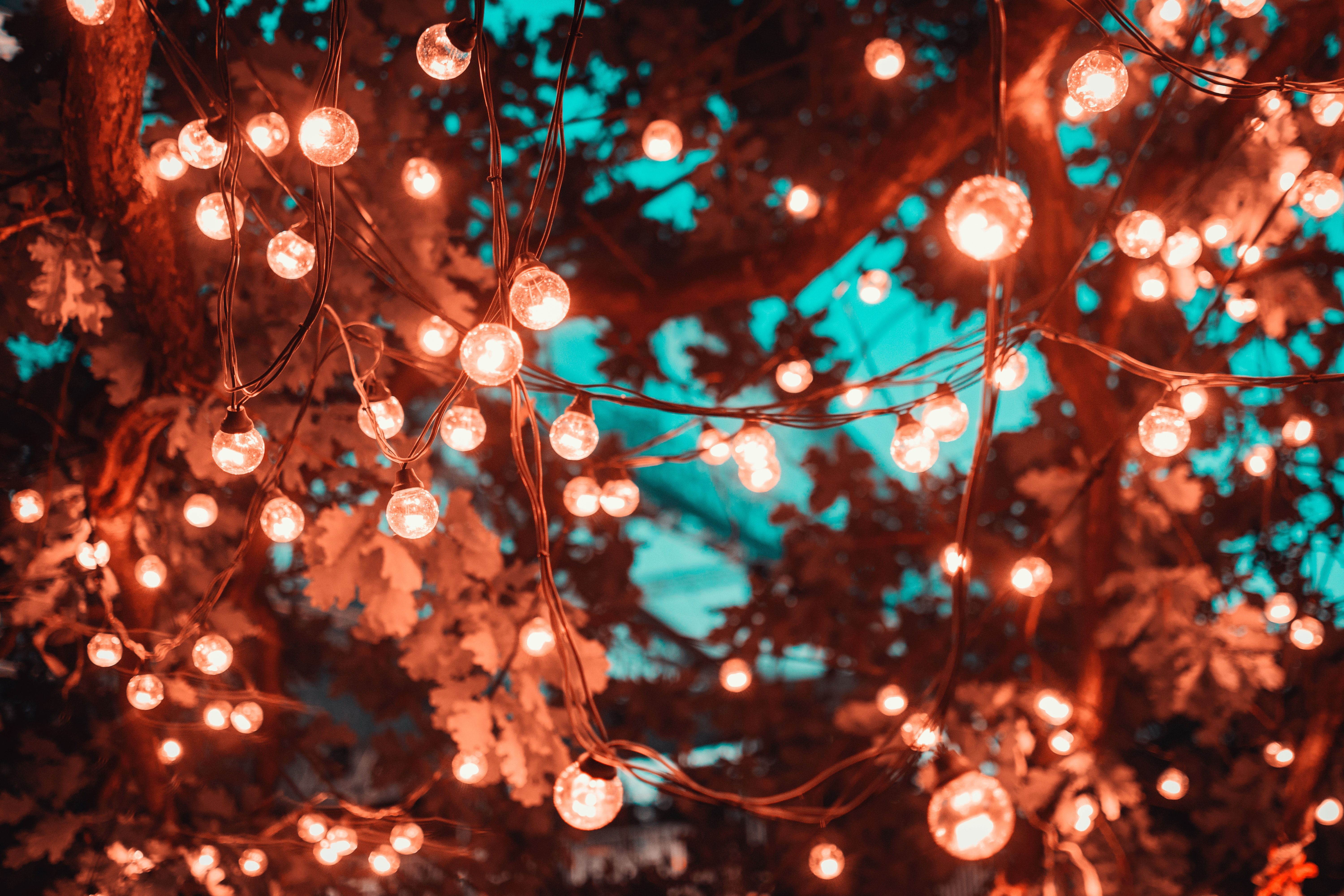 A tree with lights hanging from it - Christmas lights