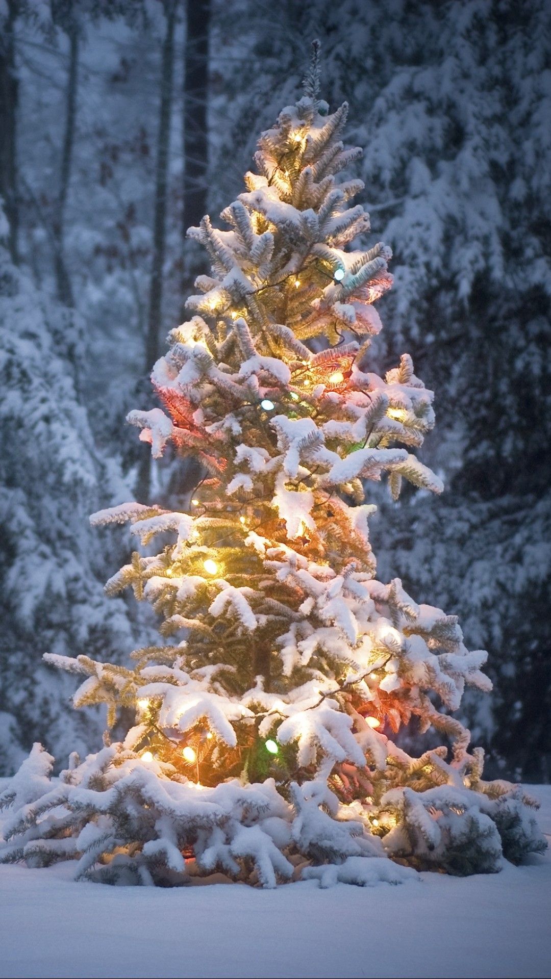 A christmas tree is lit up in the snow - Christmas lights