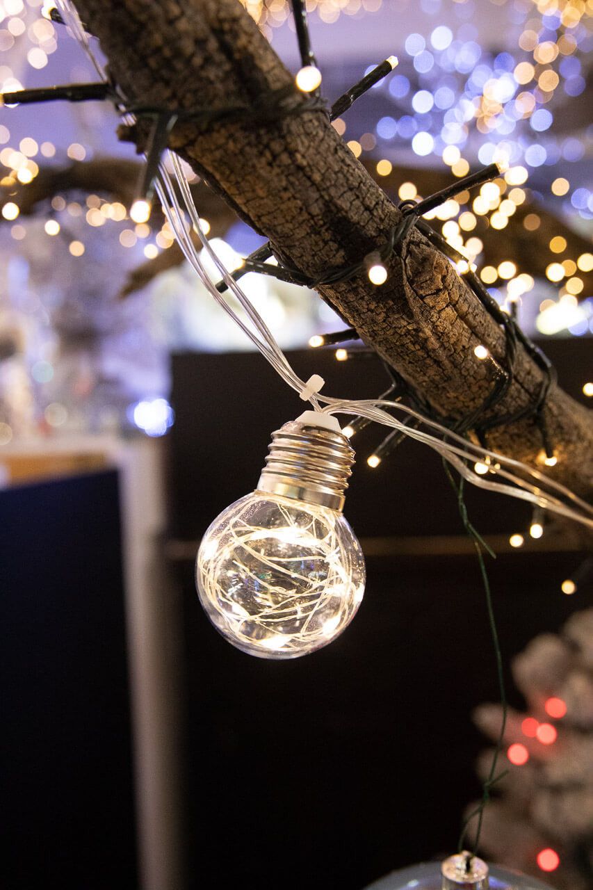 A light bulb hanging from the branch of tree - Christmas lights