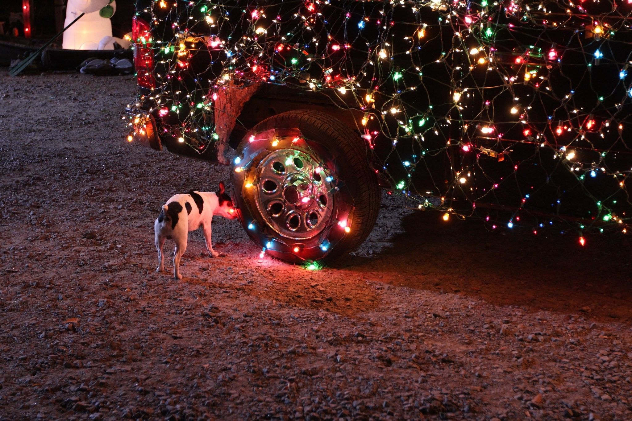 A dog sniffing a tire on a truck covered in Christmas lights. - Christmas lights