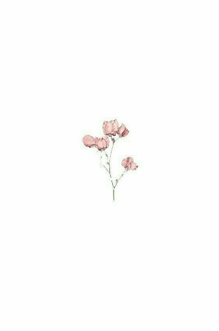 A small pink flower on white background - Pink