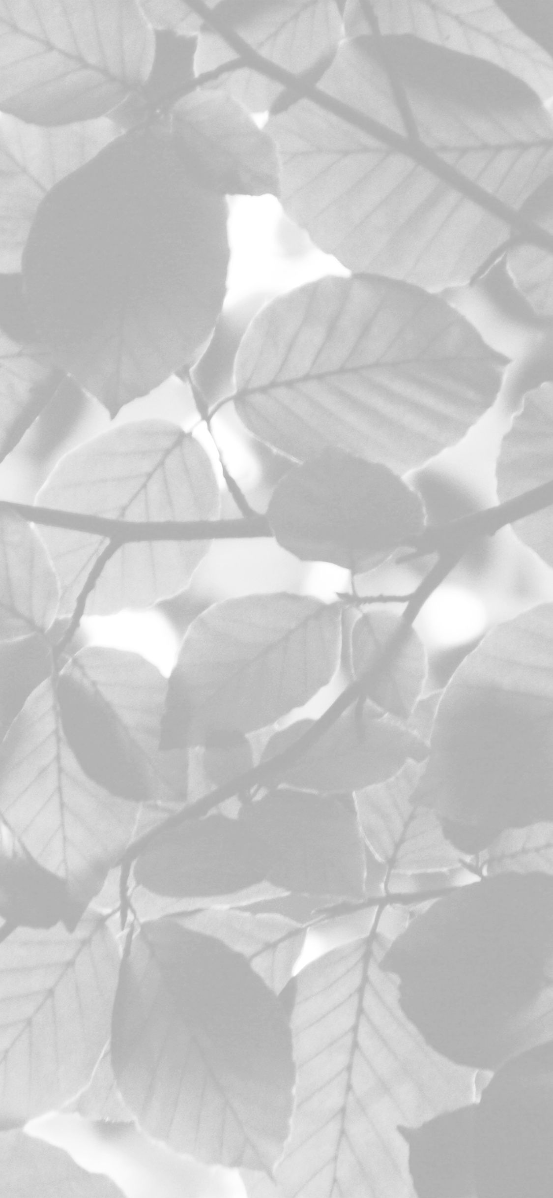 A black and white photo of leaves and their shadows - White