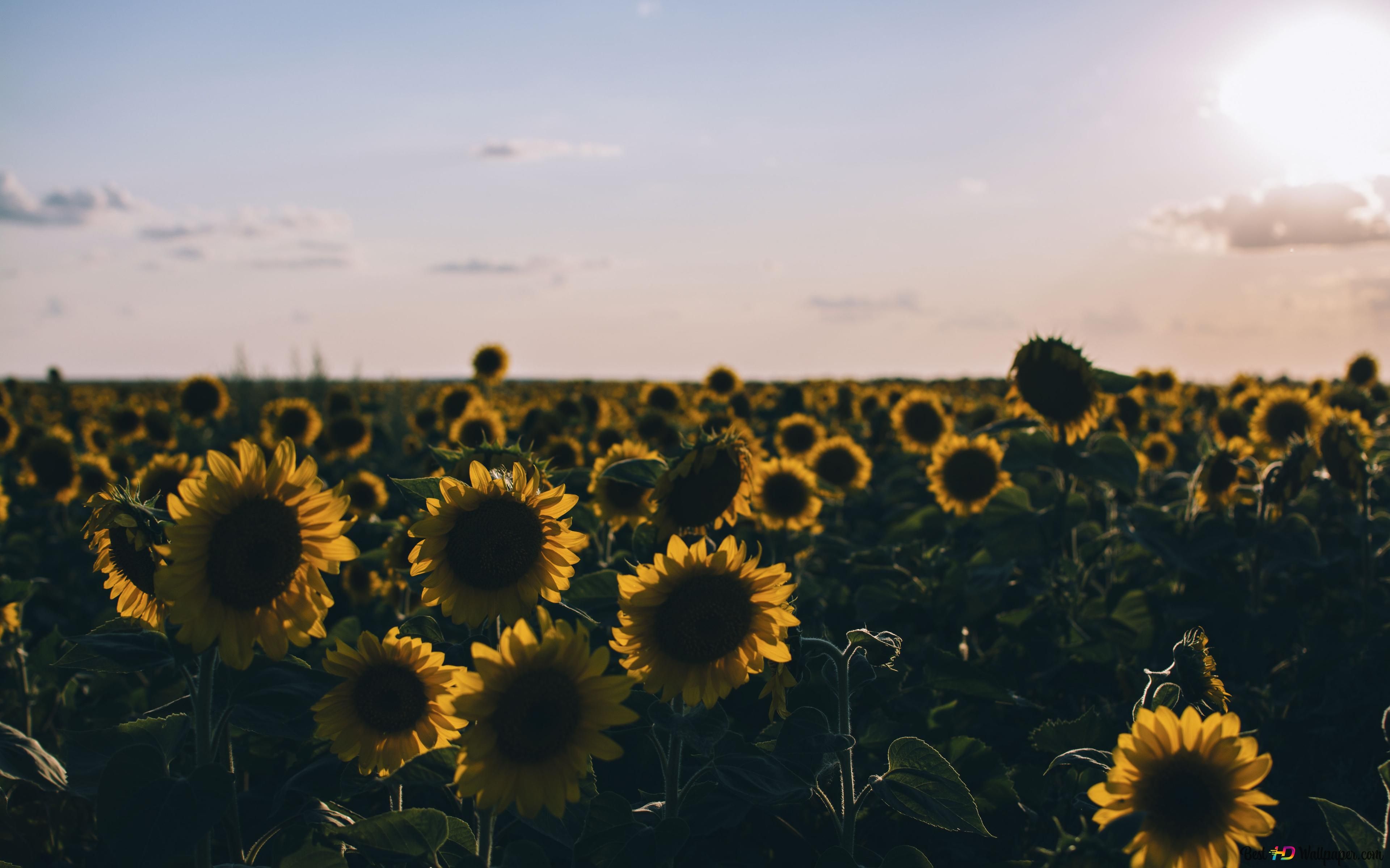 Sunflower field background 4K wallpaper download