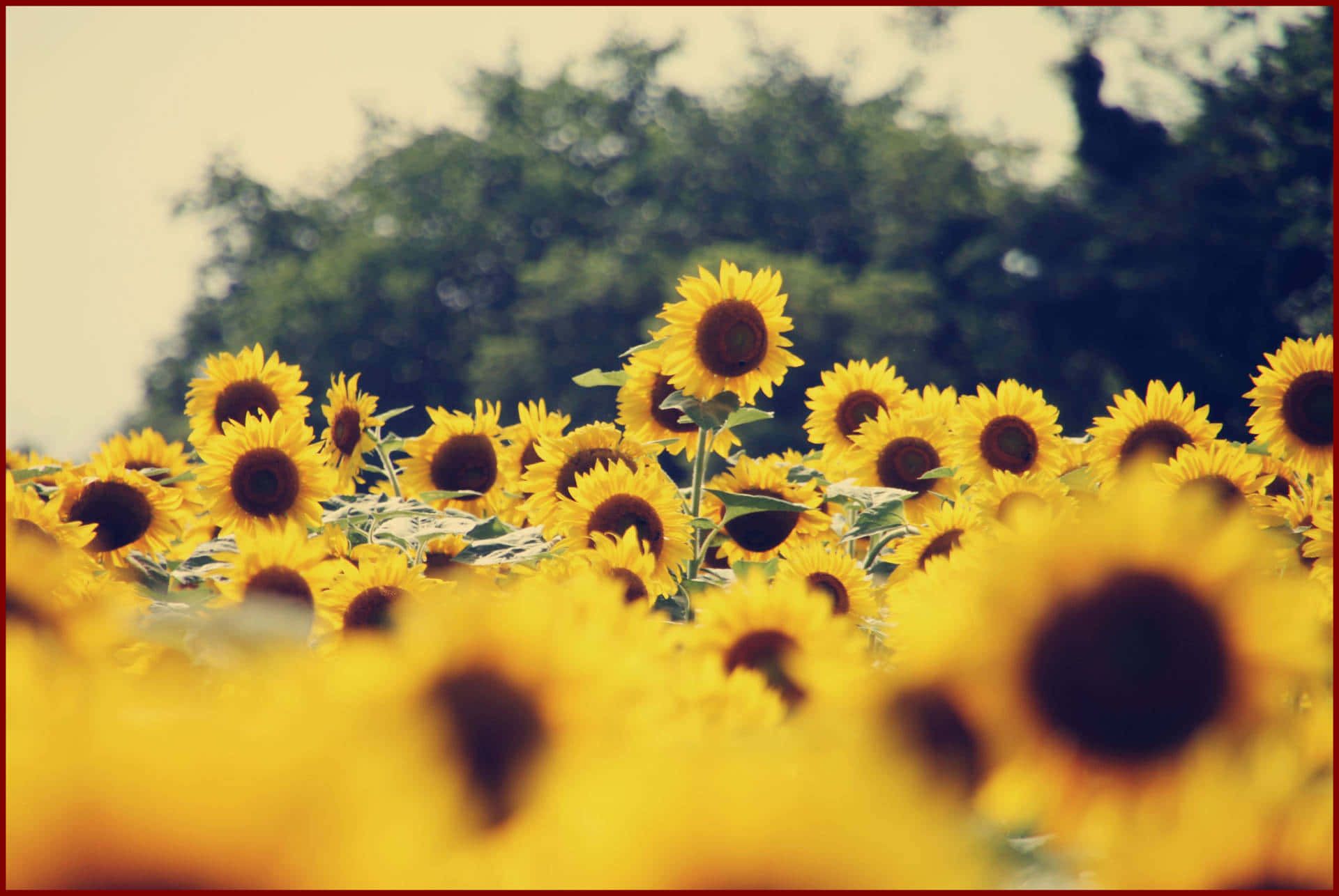Download Sunflower Yellow Tumblr Aesthetic Wallpaper
