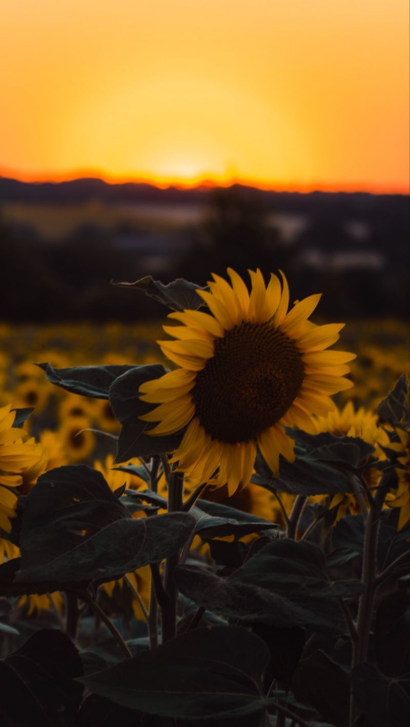 Download Wallpaper 800x1420 Sunflowers, Flowers, Yellow, Field, Sunset Iphone Se 5s 5c 5 For Parallax HD Background