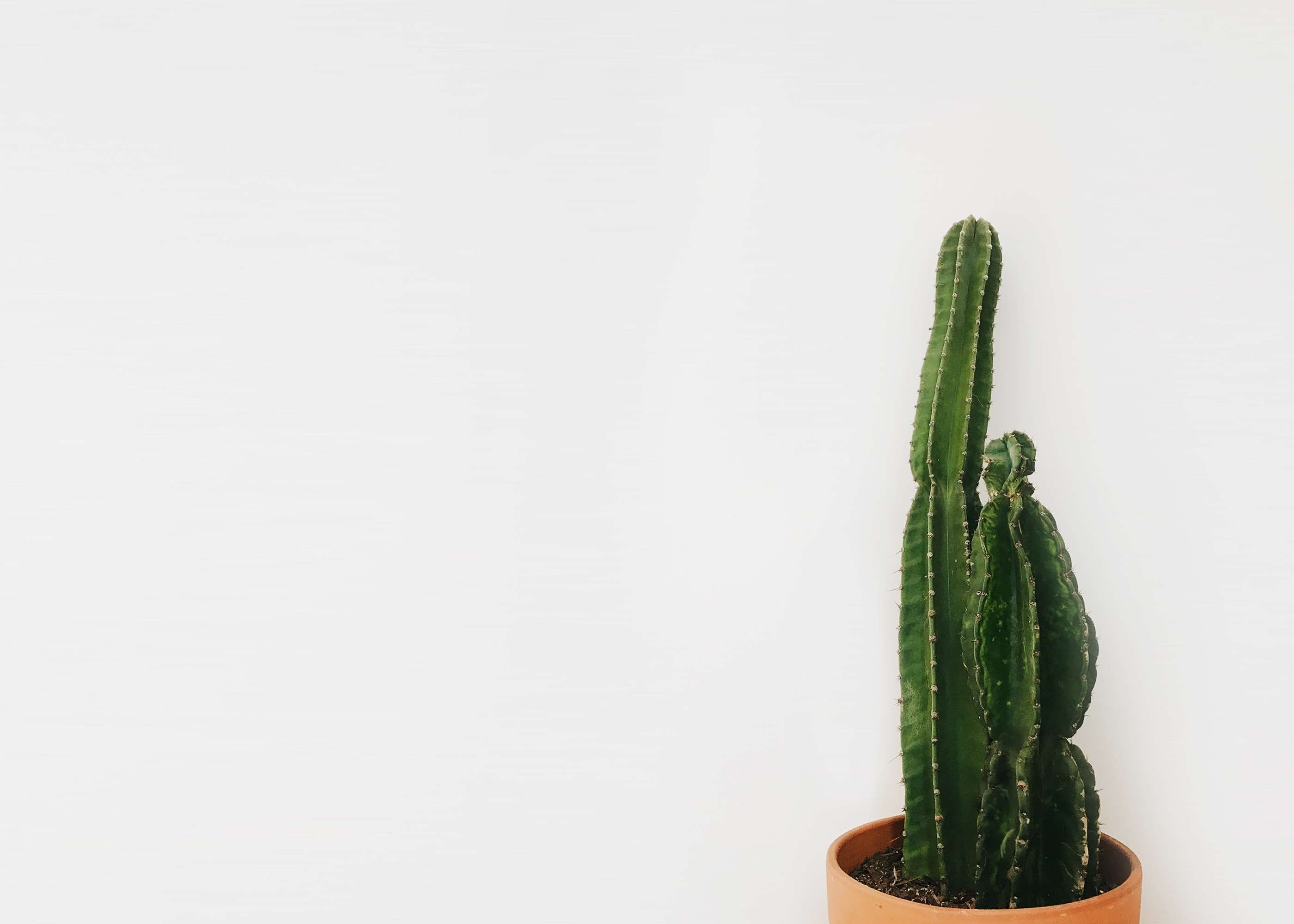 cactus, cactus plant, minimal Gallery HD Wallpaper