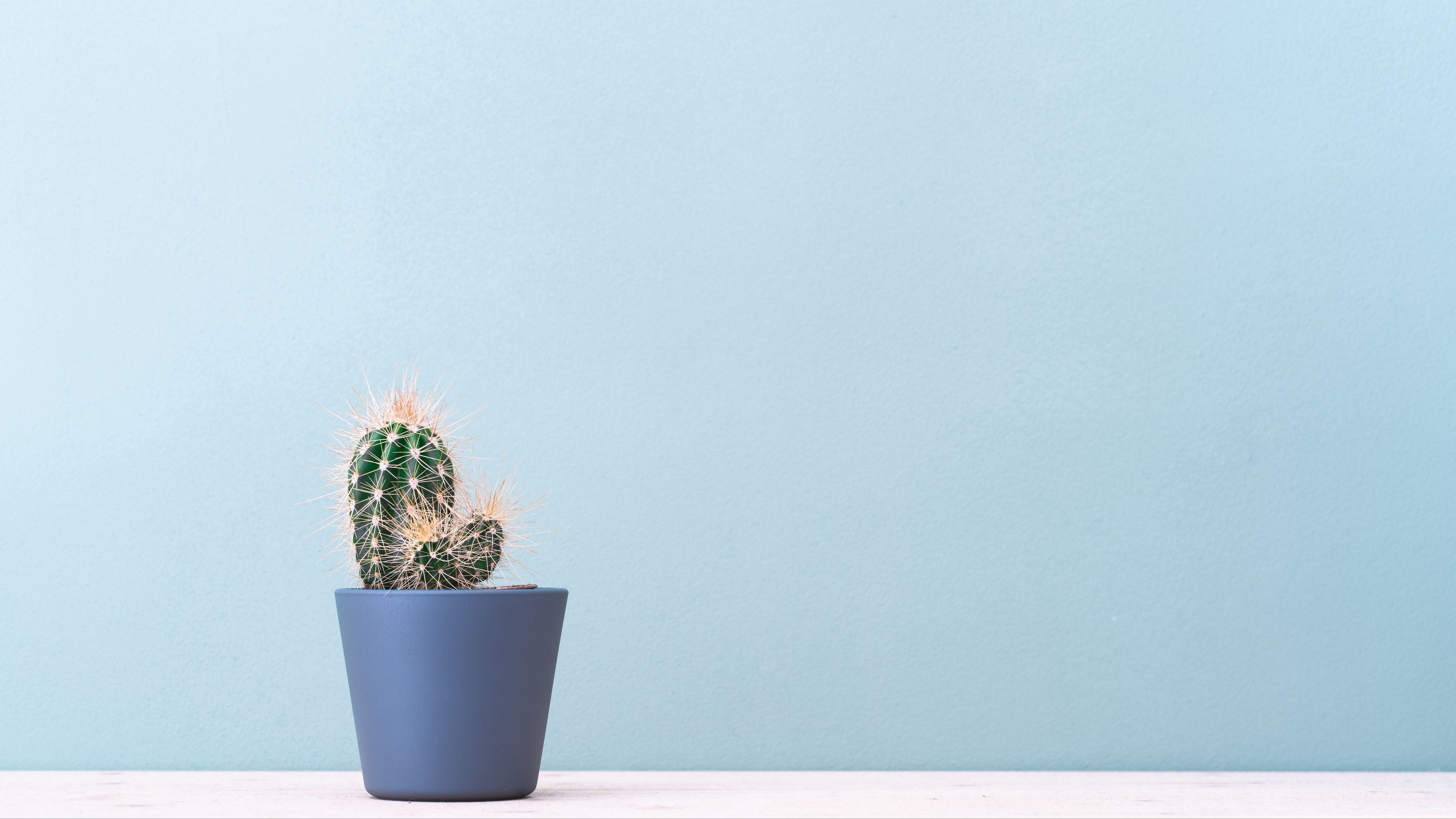 A small cactus in a blue pot on a white table against a blue wall. - Cactus