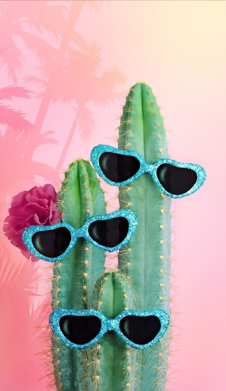 A cactus with sunglasses on it - Cactus