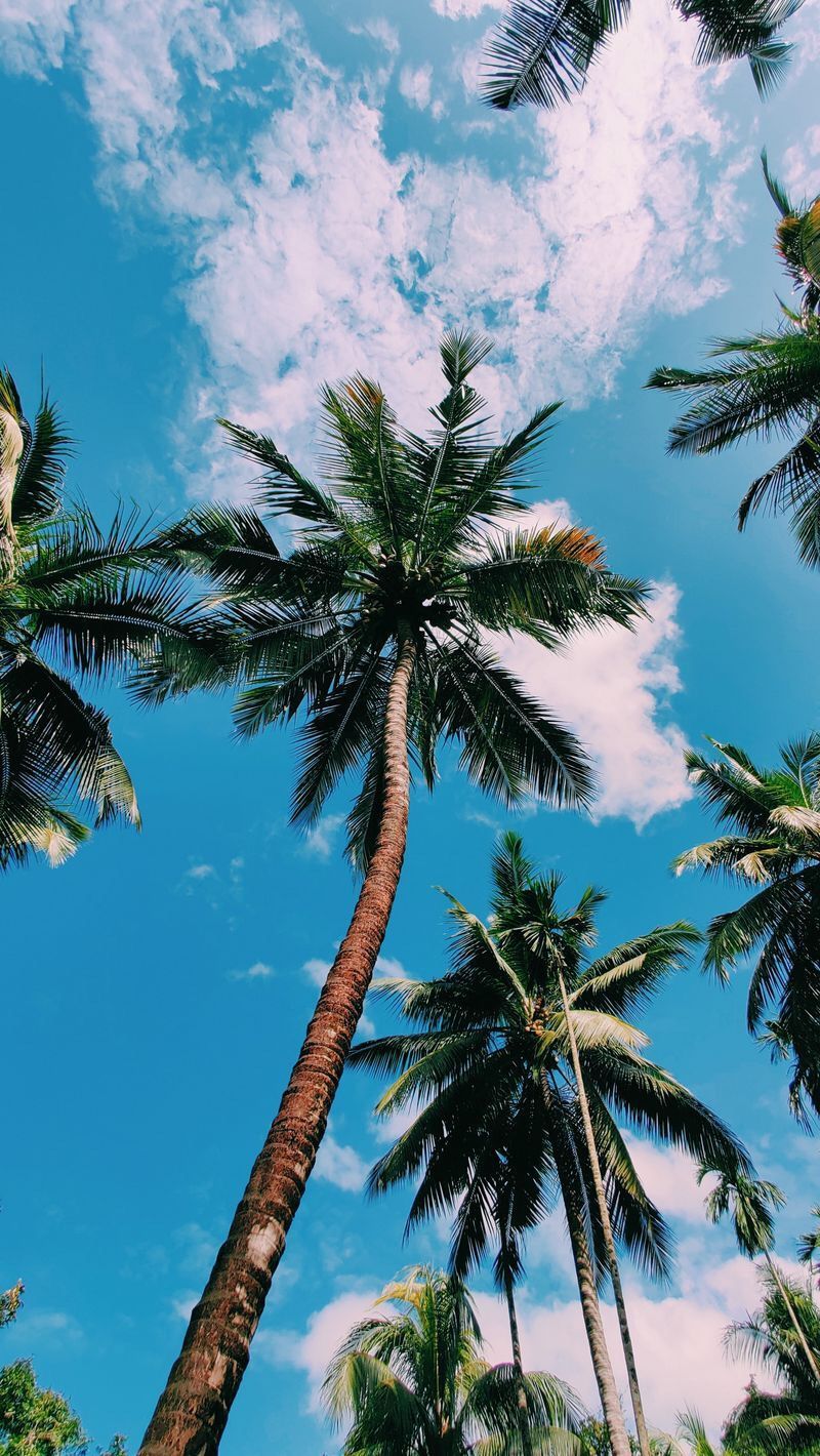 Summer wallpaper palm tree. Fondos de pantalla palmeras, Fondos de palmeras, Fondo de pantalla iphone verano