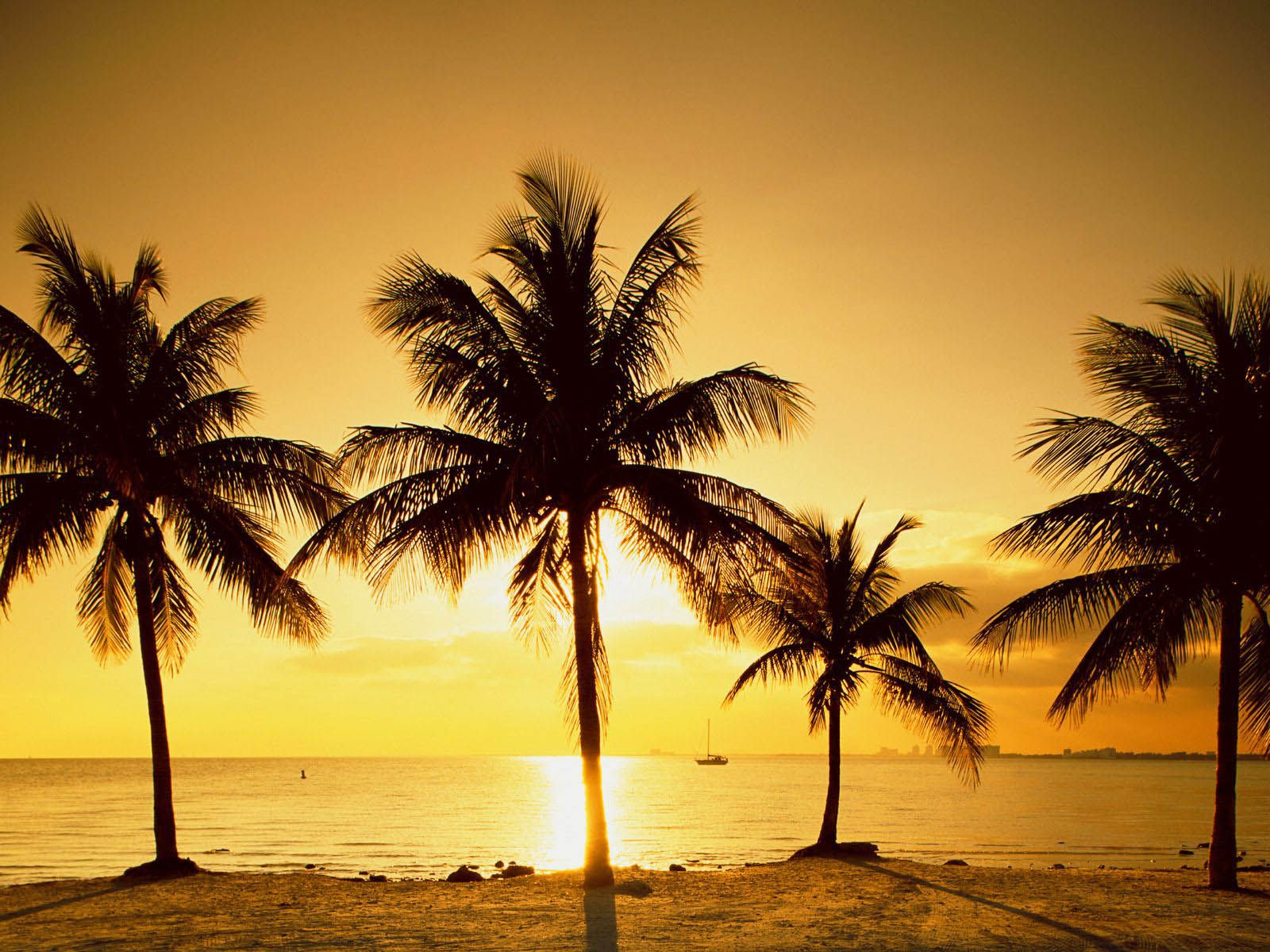 Silhouette of palm trees on a beach at sunset - Palm tree