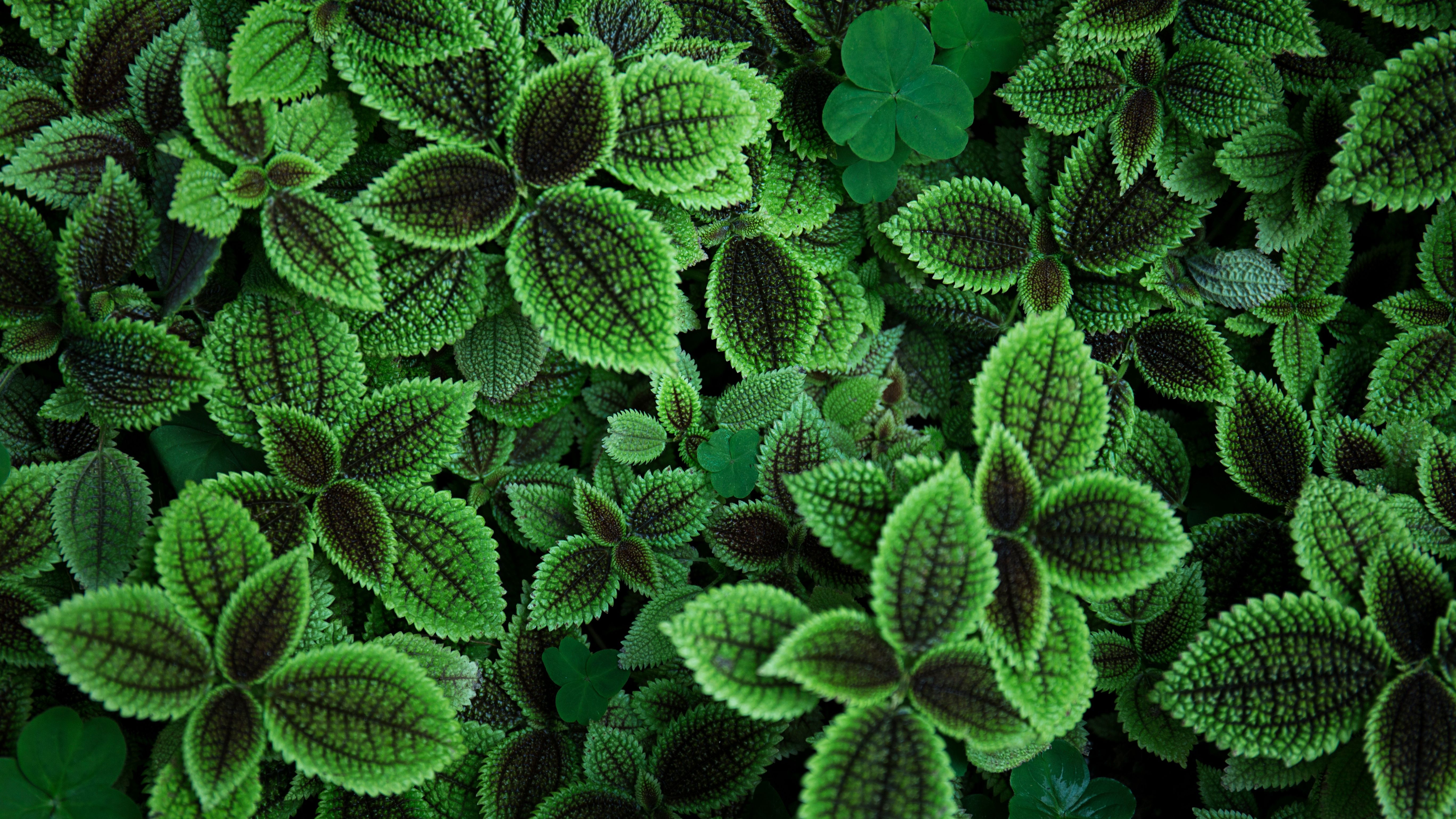 A close-up of a plant with green leaves. - Plants, leaves, succulent