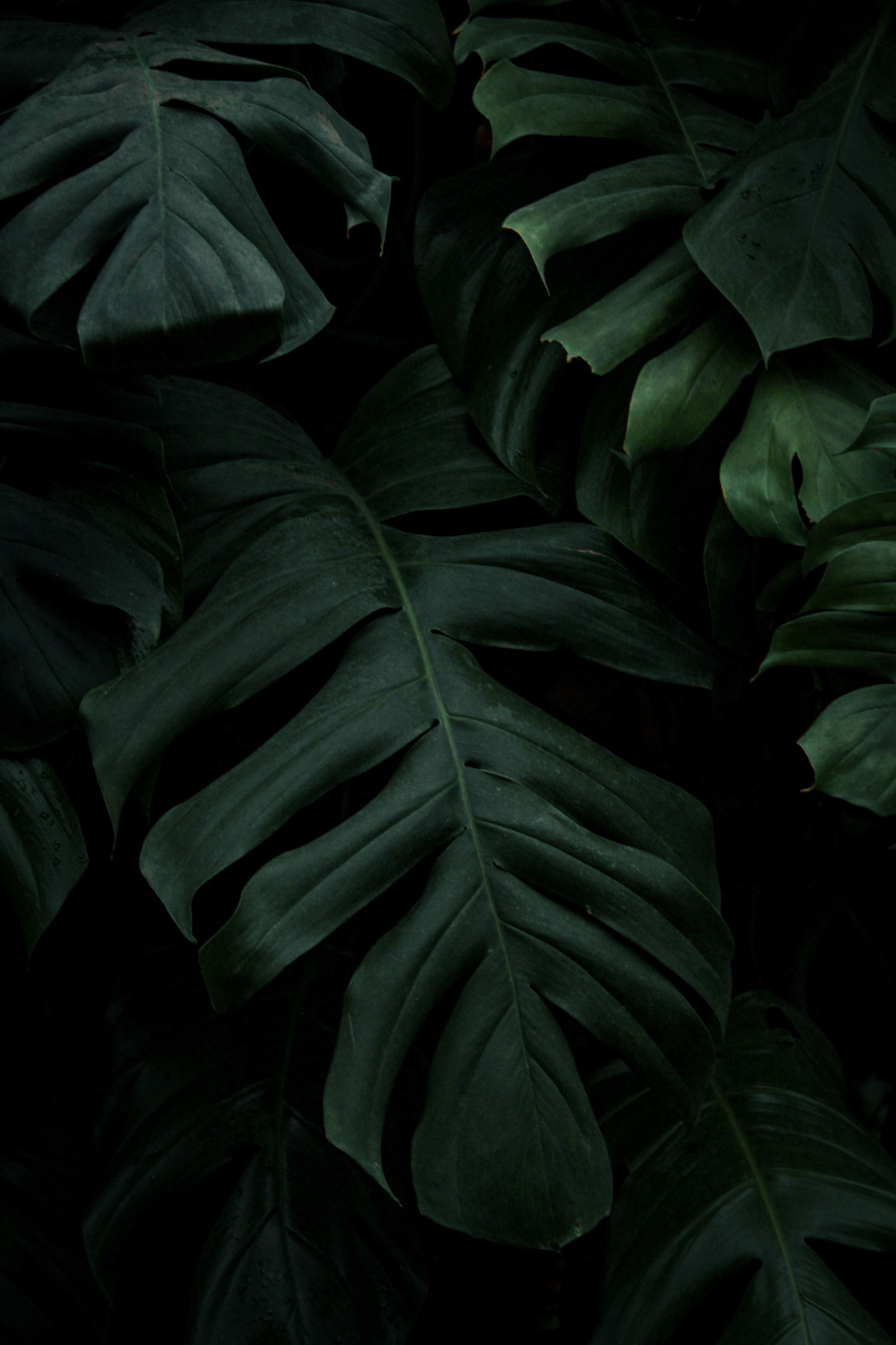 Monstera plant leaves in the dark - Plants, Monstera, leaves