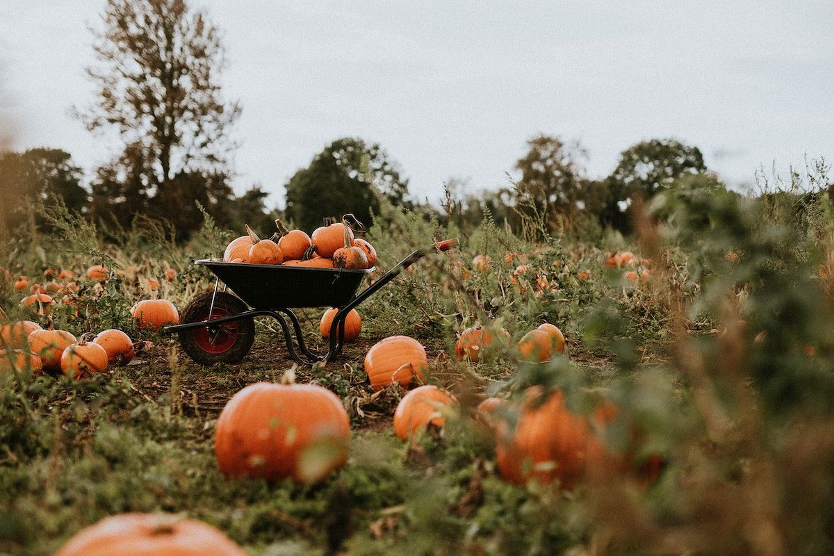 A wheelbarrow in a pumpkin patch - Pumpkin