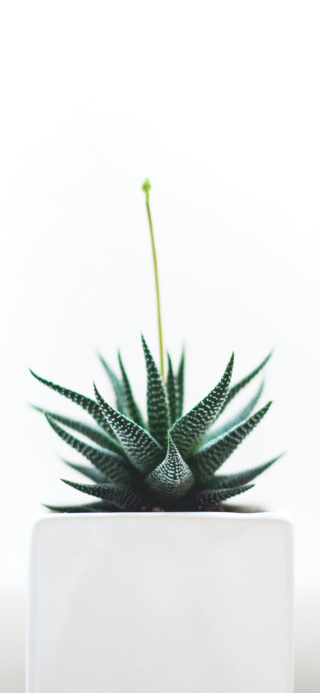 Aloe Vera plant on white vase iPhone 12 Wallpaper Free Download