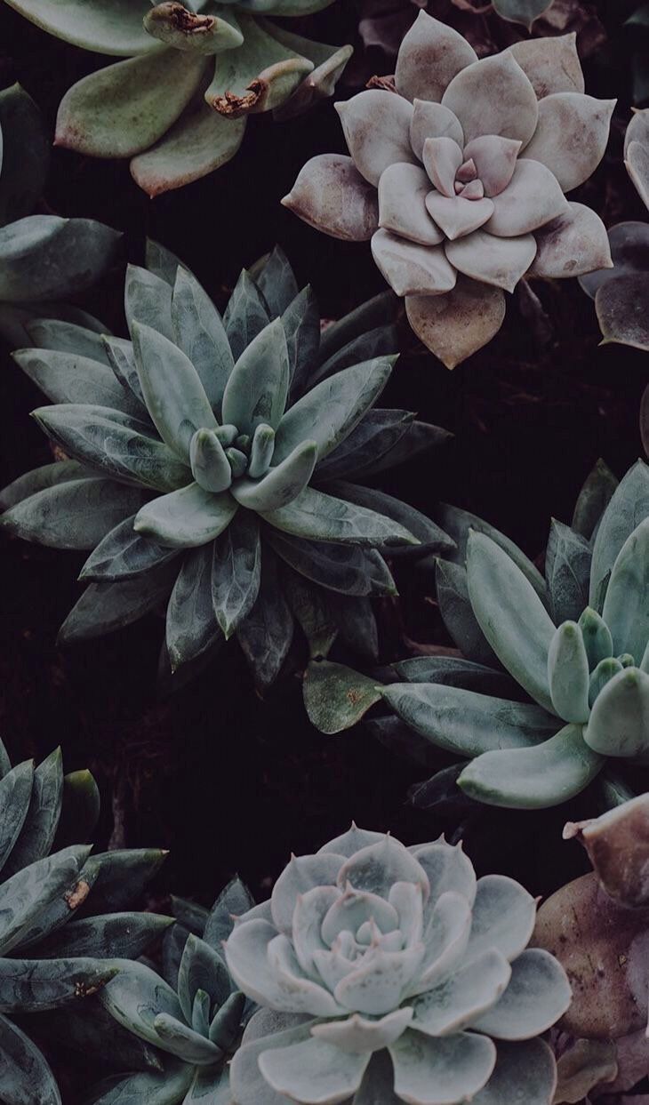 A close up of some plants on the ground - Succulent