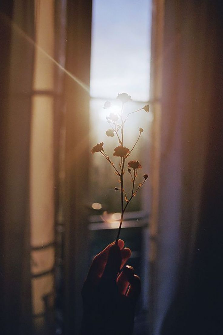 A hand holding a flower in front of a window. - Sunshine