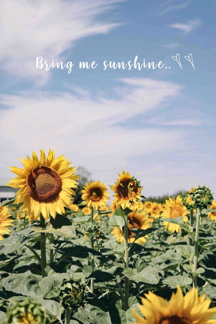Sunflowers in a field with the words 