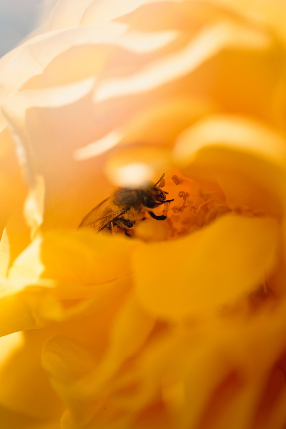 black and brown bee on yellow flower photo