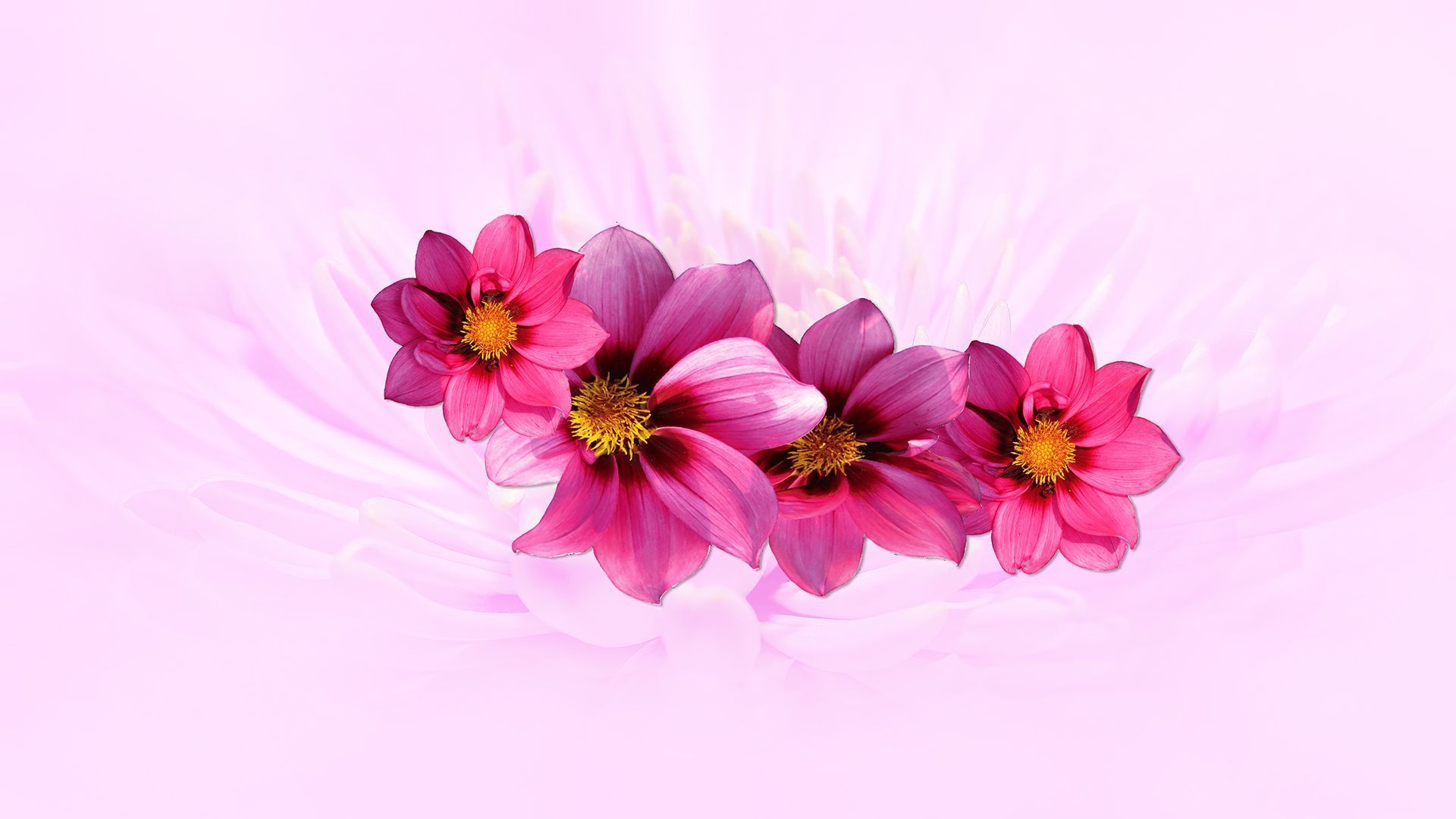 A pink flower with three petals on it - Chromebook