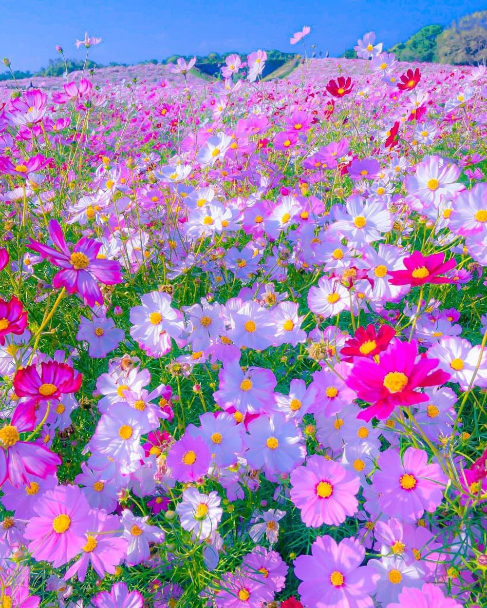 A field of pink and white flowers - Garden