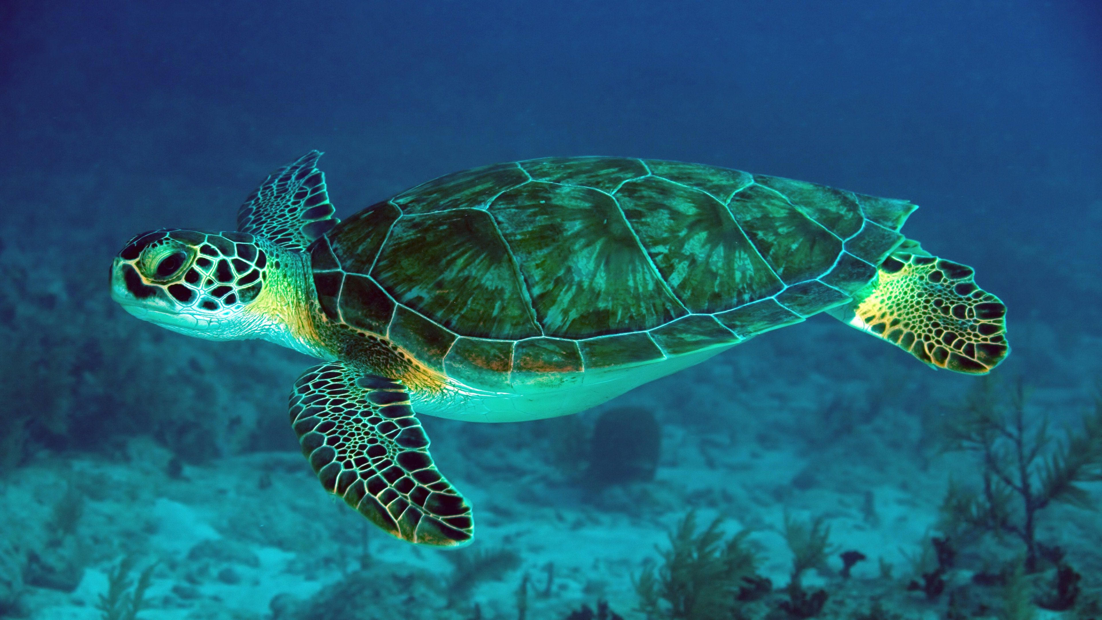 A green turtle swimming in the ocean - Sea turtle, turtle